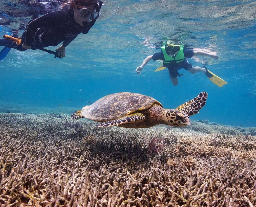 Two snorkelers swim above a vibrant coral reef, observing a sea turtle gliding gracefully through the clear blue water. The snorkelers, part of Bundaberg Tours, follow the turtle closely with masks and fins, capturing this serene underwater moment as one of the unique things to do in Bundaberg.