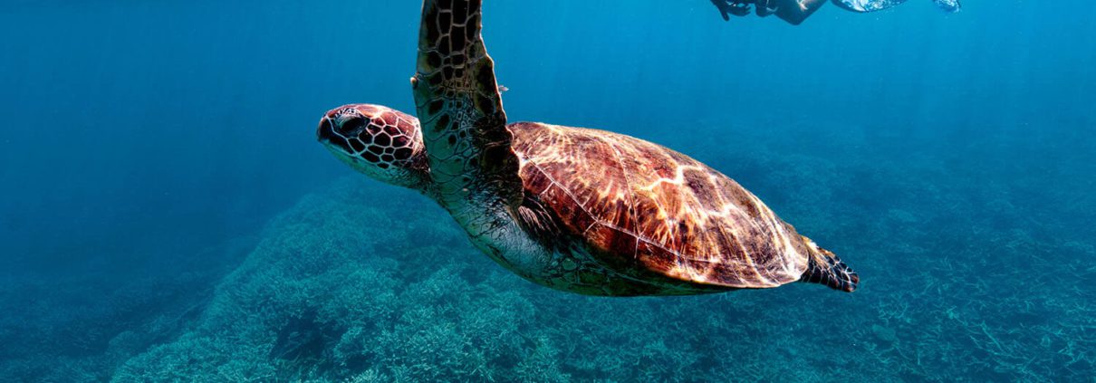 A large sea turtle swims gracefully underwater, with its flippers extended. In the background, a snorkeler with fins is observing the turtle. The clear blue water reveals the vibrant coral reef beneath them—a perfect highlight of the unique things to do Bundaberg offers.