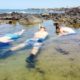 Three people are snorkeling in shallow, clear water surrounded by rocks. Two of them are wearing blue swim trunks and one is wearing multi-colored shorts. They explore the water face down with snorkels and masks, while a rocky shoreline is visible in the background—perfect for your "Things To Do Bundaberg This Weekend" list.