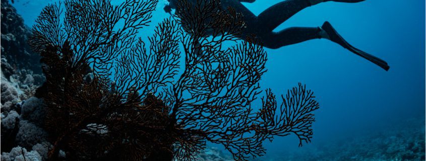 A scuba diver wearing a wetsuit and fins swims underwater, exploring a coral reef with intricate, branching coral formations. Sunlight filters through the water from above, illuminating the scene with a blue glow—just one of the many fun things to do in Bundaberg.