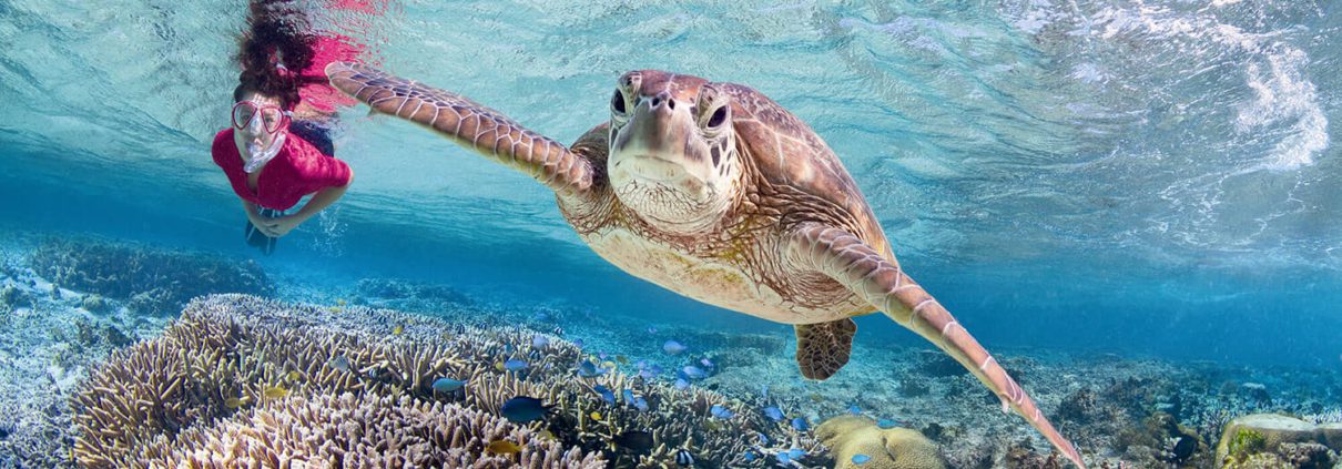 A snorkeler in a red swimsuit swims underwater near a large sea turtle gliding above vibrant coral reefs in clear blue water. The snorkeler is visible through the water's surface filled with sunlight, creating a tranquil and colorful marine scene—one of the unique things to do Bundaberg offers.