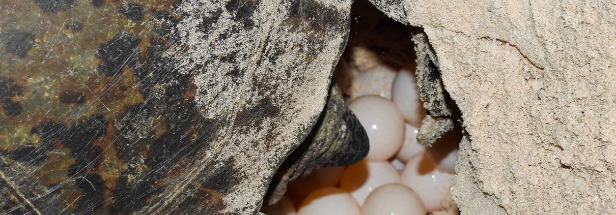 A close-up image of a sea turtle laying eggs in a sandy nest, captured during one of the popular Bundaberg Day Tours. The turtle's shell and flipper are partially visible, along with several white, round eggs nestled in the sand. The surrounding area is slightly disturbed as the turtle digs.