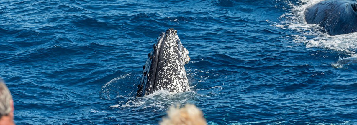 A whale breaches the surface of the ocean, captivating onlookers with blurred faces observing from a boat—one of the many incredible experiences offered by Bundaberg Day Tours.