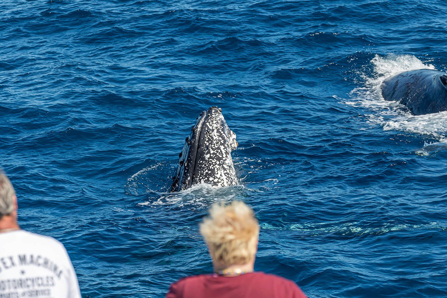 Whale Watching Bundaberg 