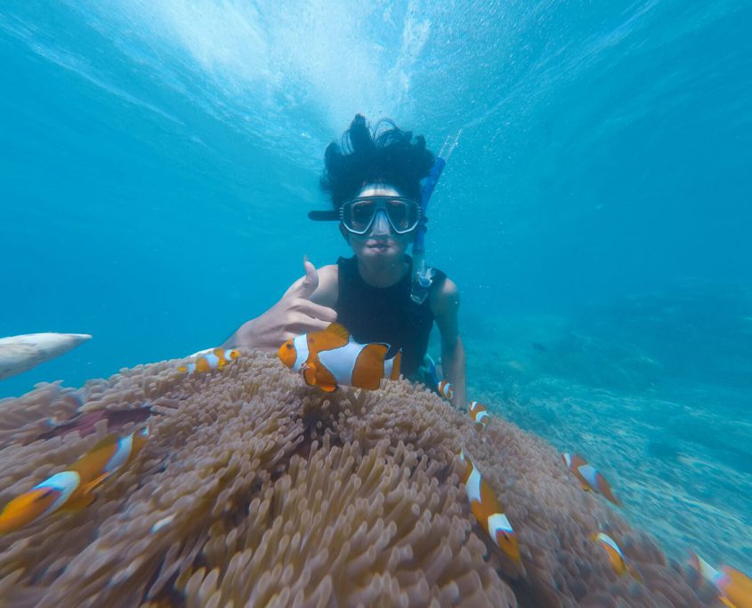 Clown Fish Great Eight Bundaberg Snorkelling - Great Barrier Reef