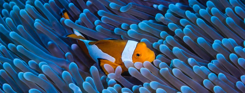 Clown Fish Great Eight - Great Barrier Reef, Queensland, Australia