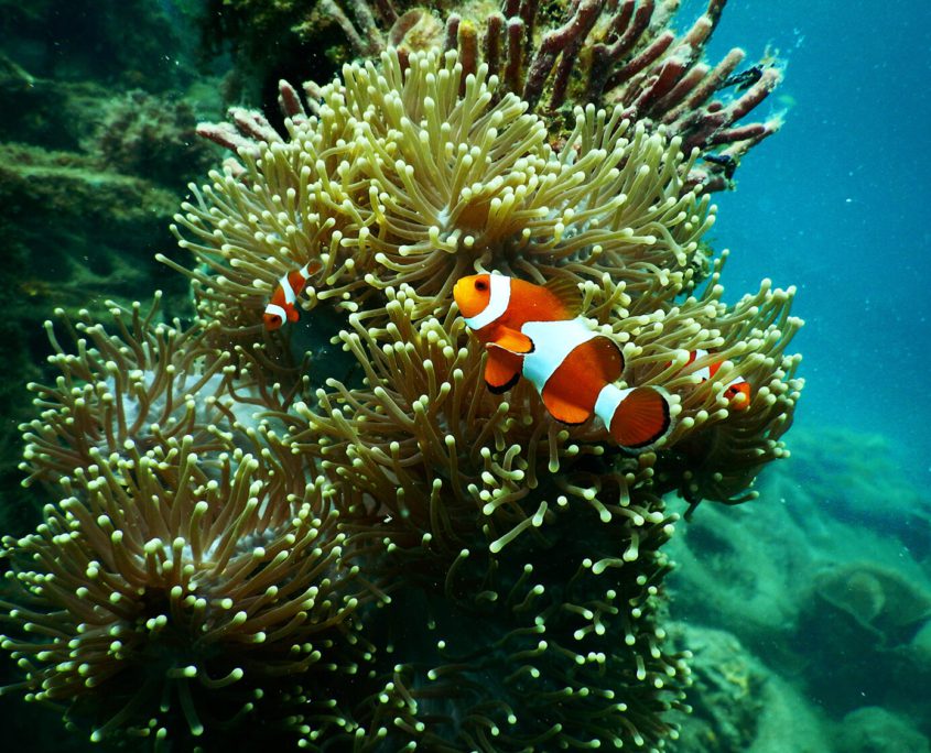 Clown Fish Great Eight Lady Musgrave Island, Queensland, Bundaberg