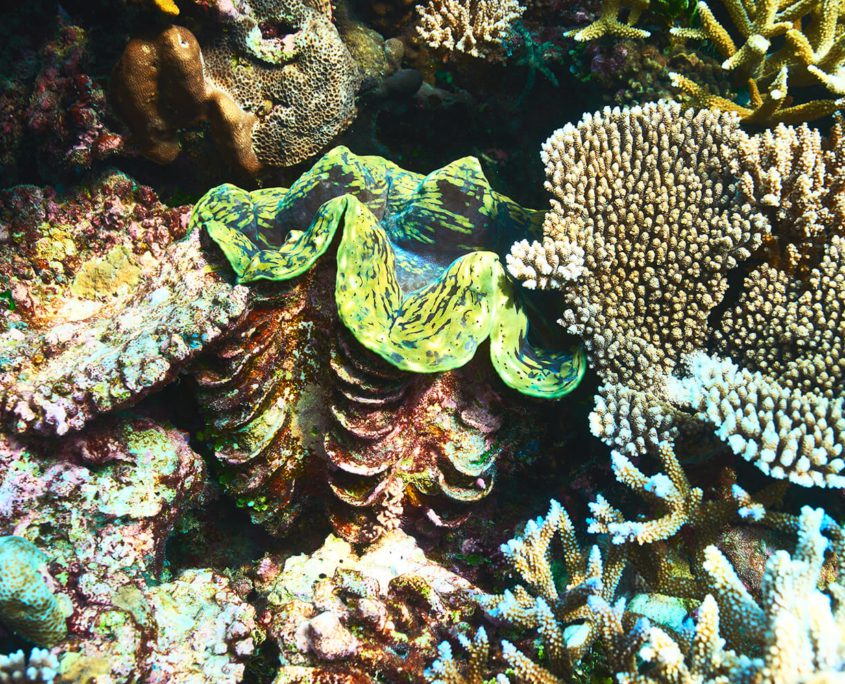 Giant Clams Great Eight Queensland Australia - Great Barrier Reef