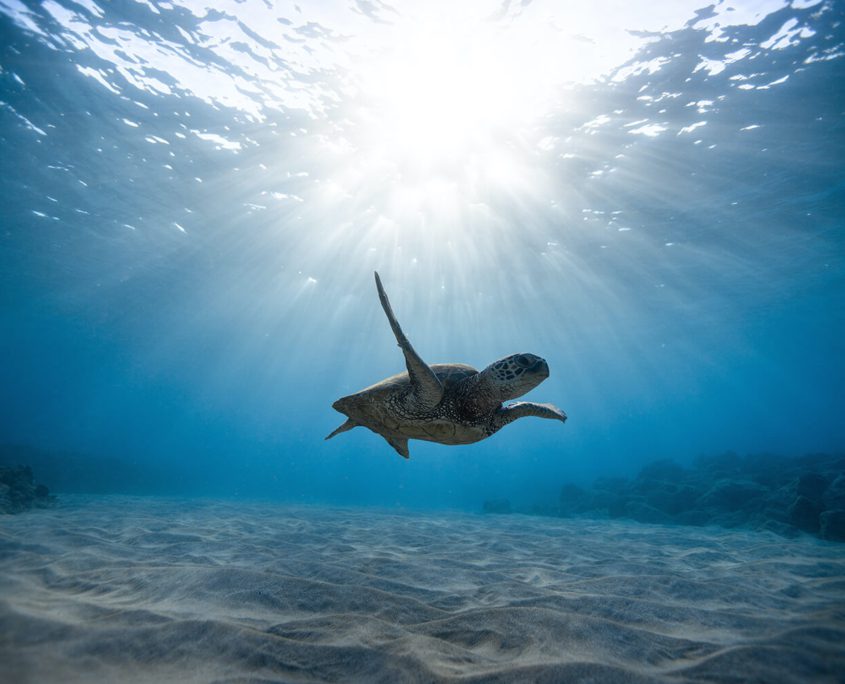 Turtles Great Eight Bundaberg Barrier Reef Tours - Turtle Swimming In Ocean