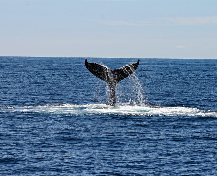 Whales Great Eight Bundaberg Region, Whale Tail Diving Into Ocean
