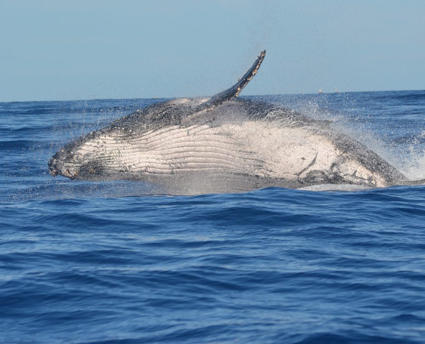 Whales Great Eight Queensland - Whale Watching Tours